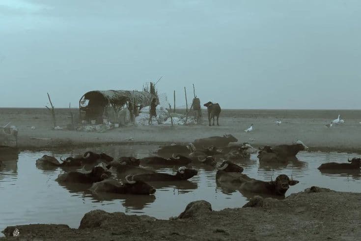 اهوار الجبايش 